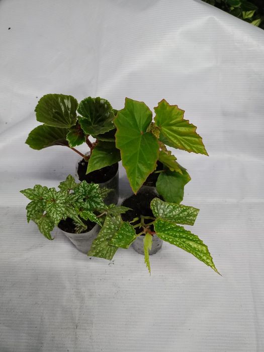 Продам комнатные цветы