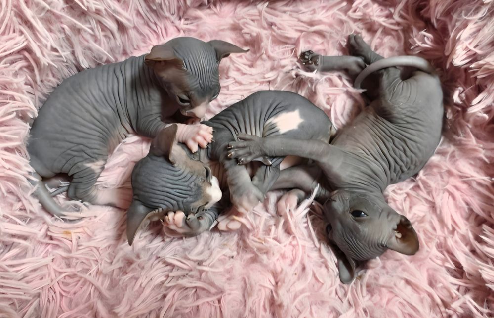 Продам котят канадского сфинкса