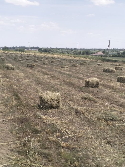 Сено разнотравье
