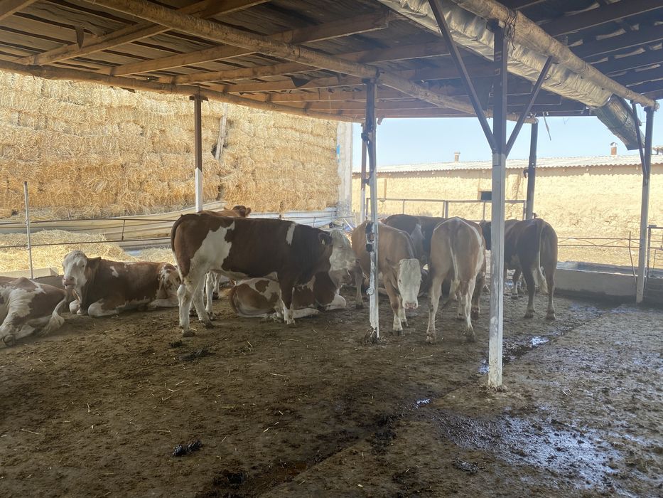 Доставка племенных коров породы Симментал Флекфи из Европы