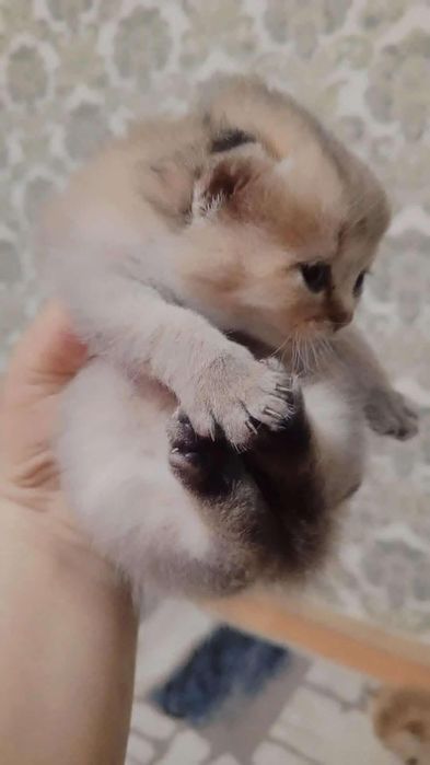 Сотилади тоза зотли мушукчала ишончли