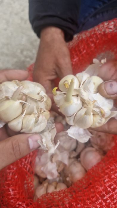 Vand usturoi de samanta