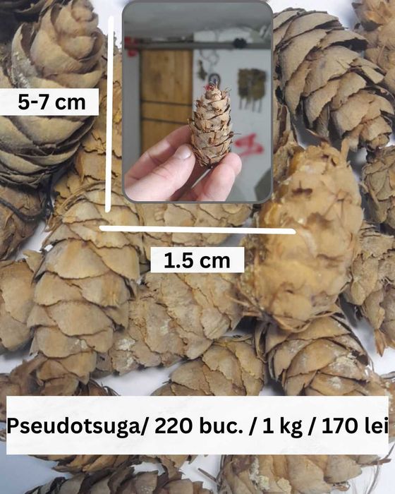 Conuri Brad / Molid Naturale pentru Decorațiuni