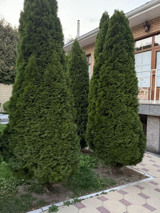 Продам Туй ,  1 метр  80 см , 2 метра