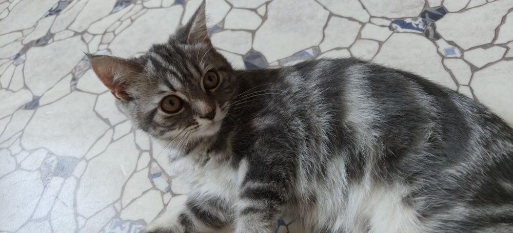 Шотландец -мальчик 4 мес.