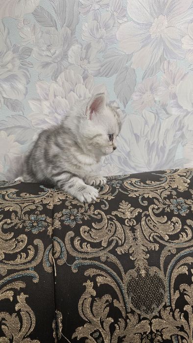 Британские котята с документами