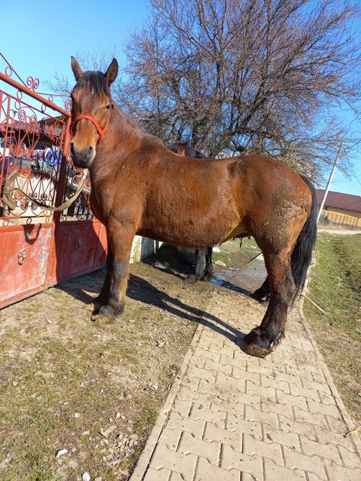 Vând iapa bună de ham