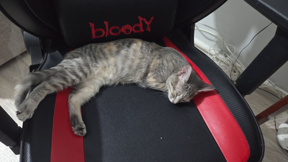 Отдам в добрые руки котенок 2 мес.