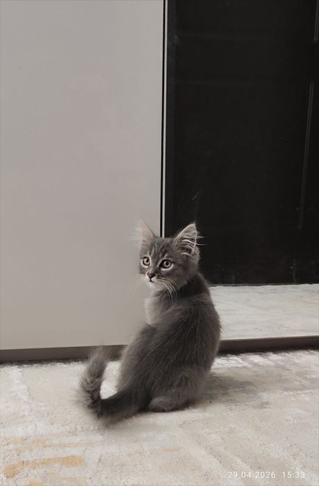 Котёнок мальчик, в добрые ответственные руки!