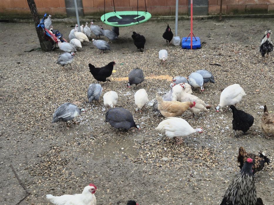 Vand bibilici colorate