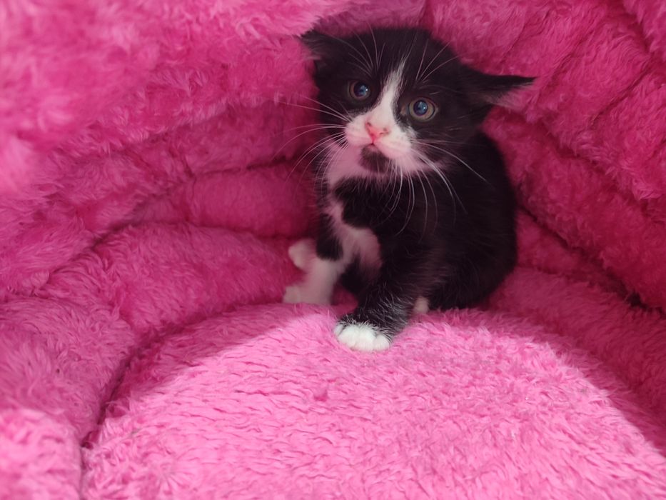 Mushukchalar xadiyaga beriladi yosh bolalilarga berilmaydi