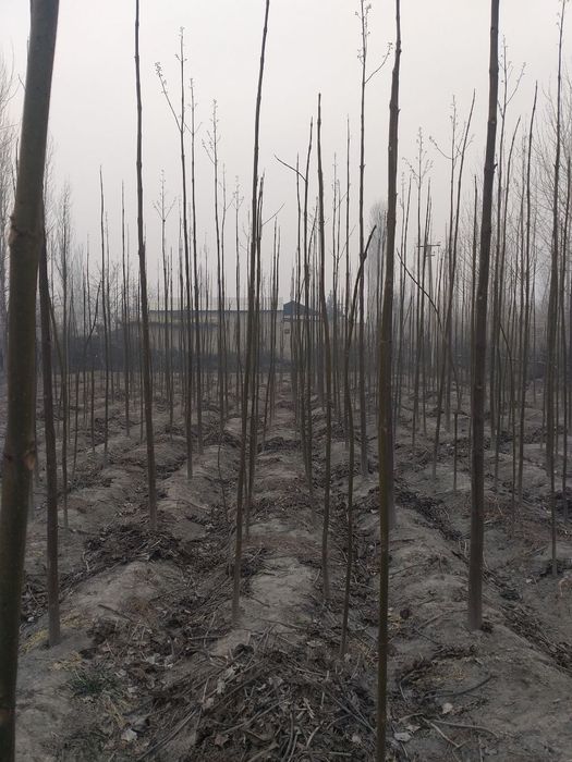 Pavloniya - M1  va Shangton navlari