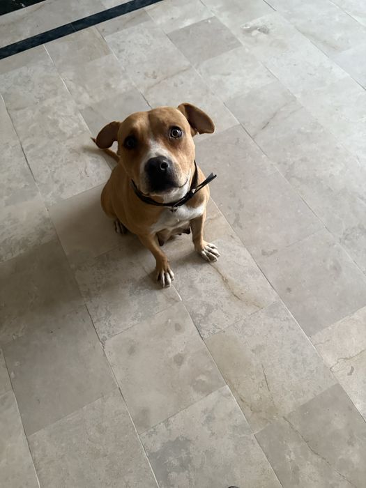 срочно нужна передержка собаке с щенятами