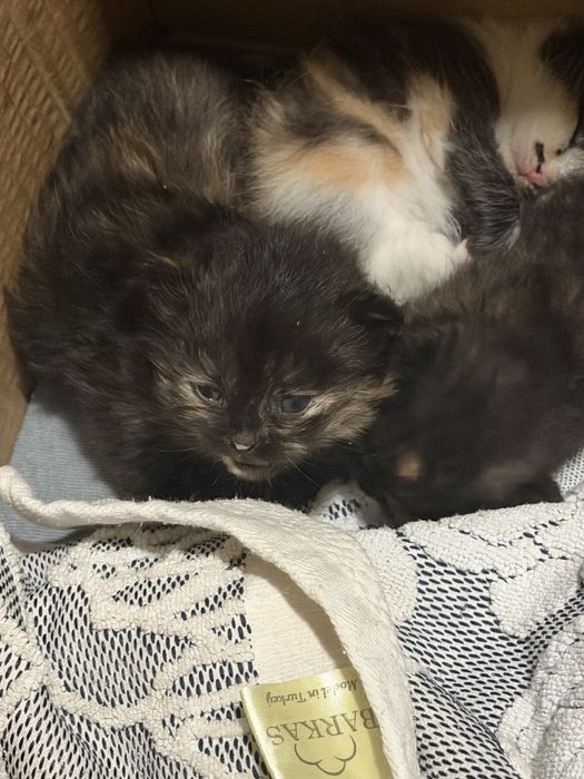 Отдам котят в хорошие руки бесплатно!!