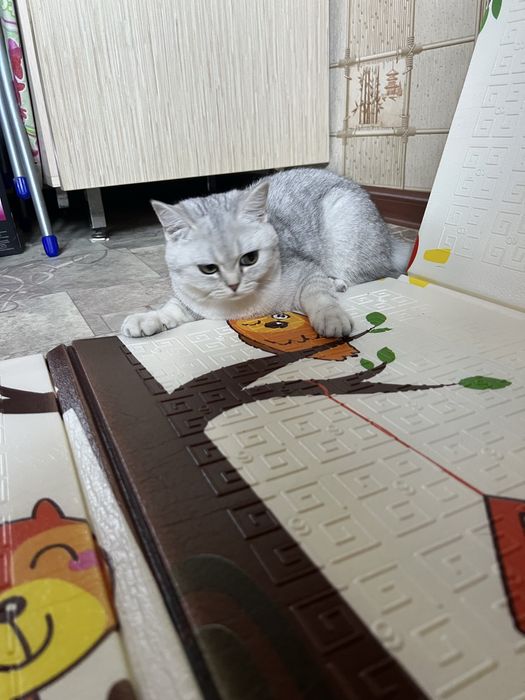 Шиншилла котенок