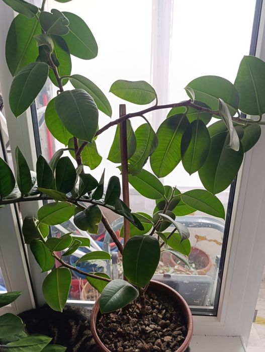 Комнатные цветы        .