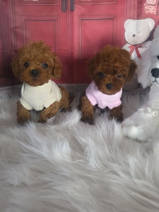 Пудел той момичета и момчета с документ за произход