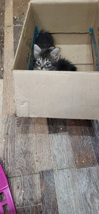 Супер котята ждут свои ручки