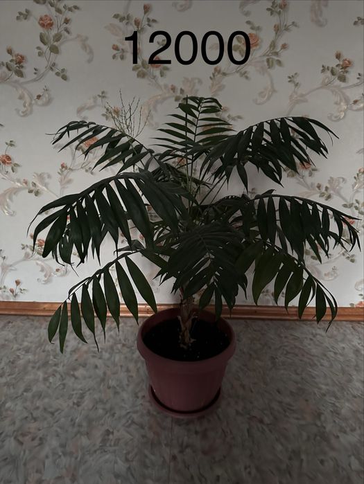 Большие комнатные цветы