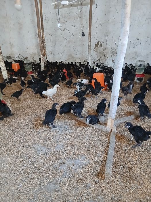 1 oylik Andijon qora tovuq jo‘jalari sotiladi soni  ta atrofida