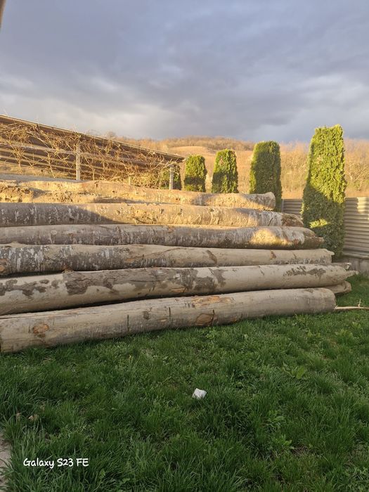 Lemn foc fag bustean