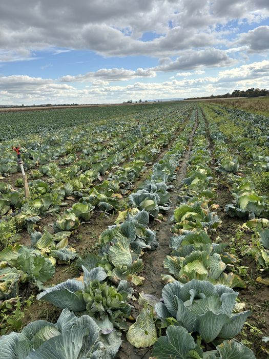 vând varză proaspătă