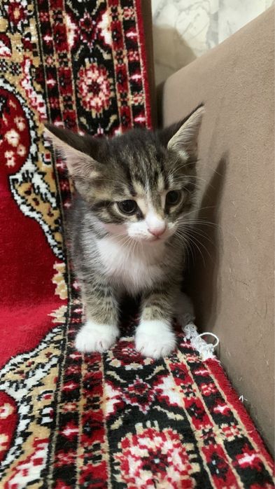 Отдам даром котят , все мальчики