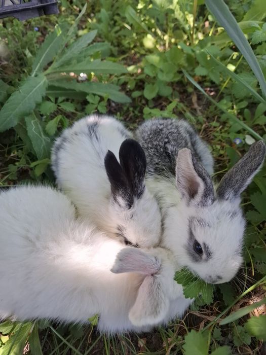 Iepurașii de vânzare