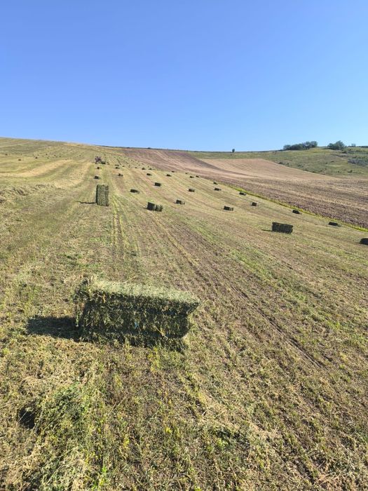 Vând baloți dreptunghiulari de lucernă măruntă