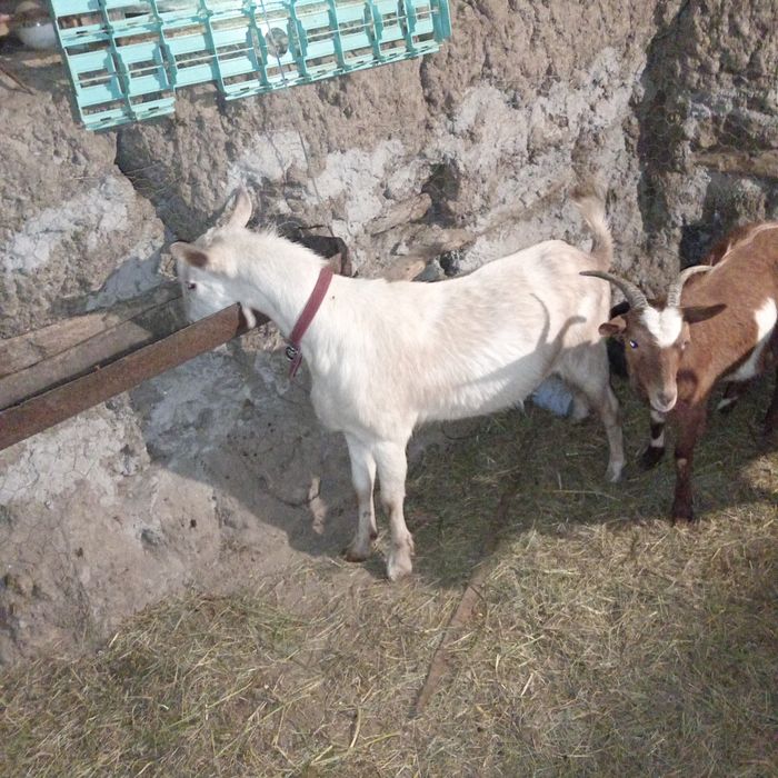 Vând sau schimb 2 iedute de anul trecut și un țap de anul trecut