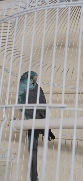 Певчий попугай синий самец