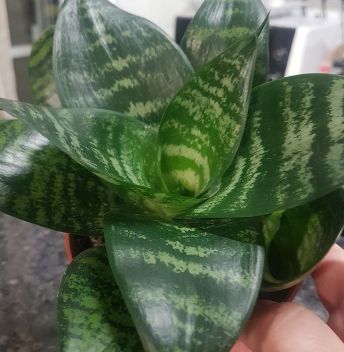 Сансевиера / меч