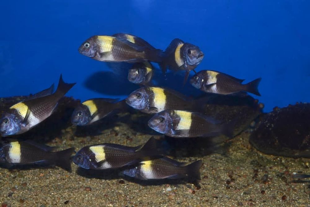 Африкански Цихлиди Танганика