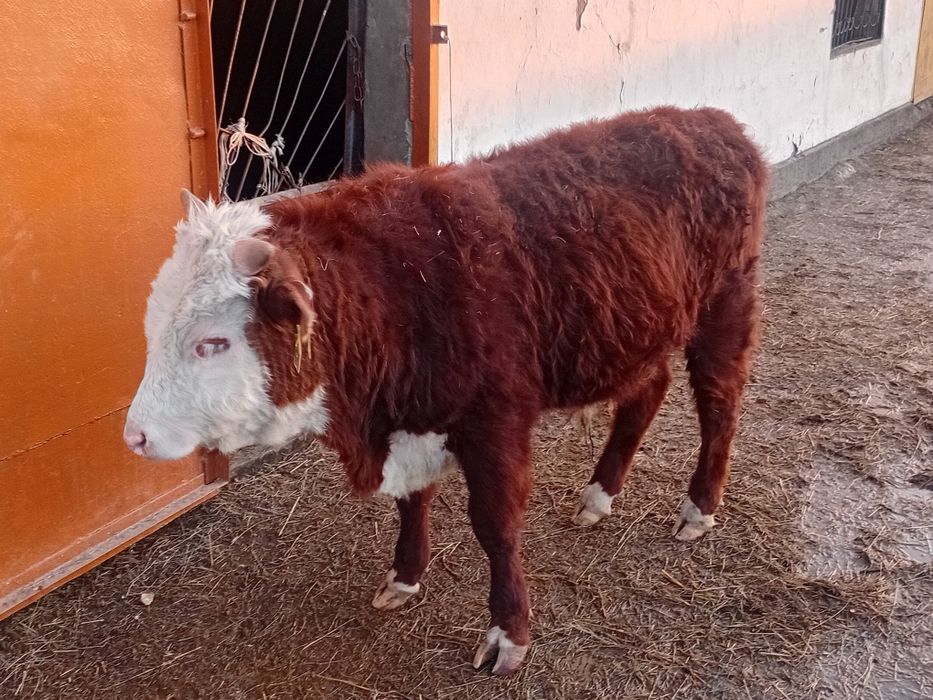 Бұқа сатылад,550000