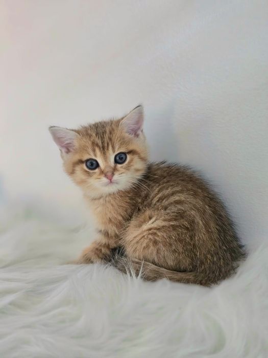 Котики британские шиншиллы