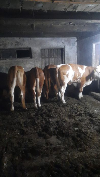 Vitele baltate 4 bucăți