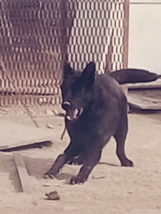 Немецкая овчарка