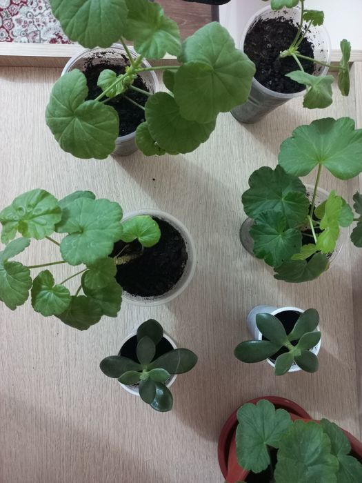 Герань,  толстянка