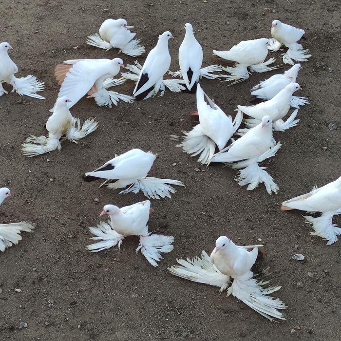 Голуби домашние СК