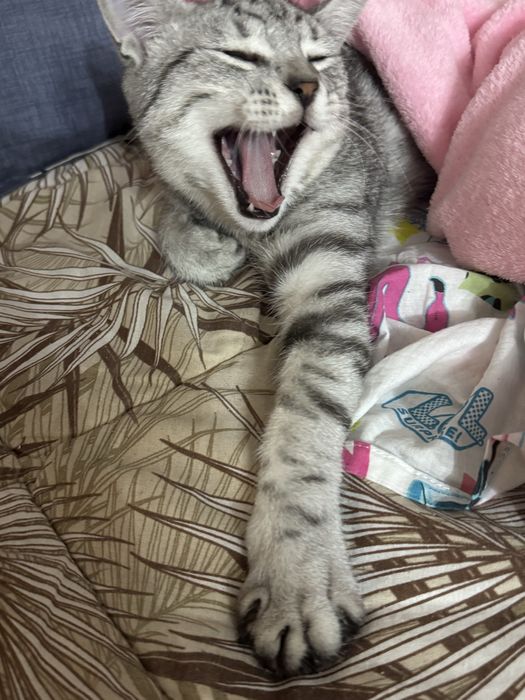 Отдам котиков в хорошие руки