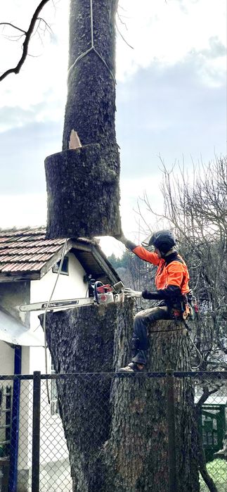 Премахване на опасни дървета, арборист, кастрене, рязане, клони