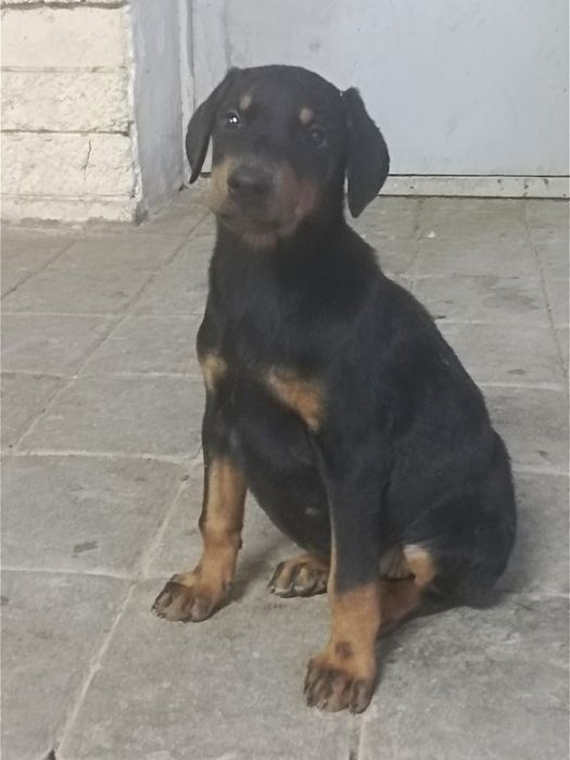 Продам щенка доберман девочка