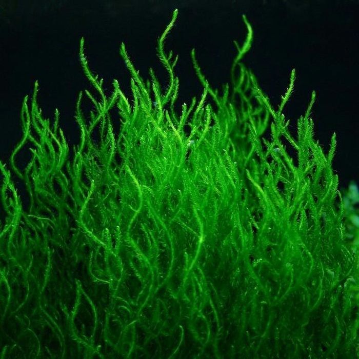 Продам мох Пламя