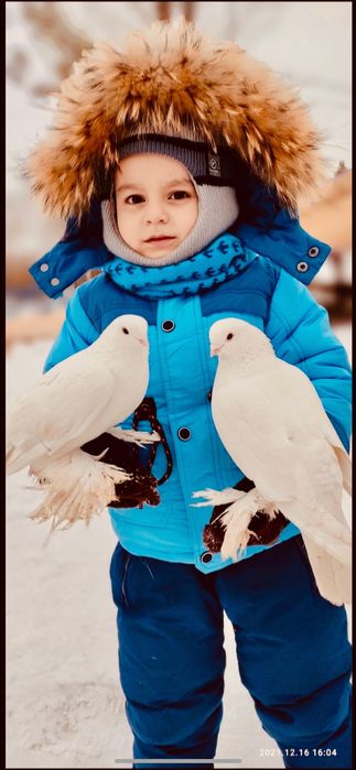 Белые голуби для свадьбы.