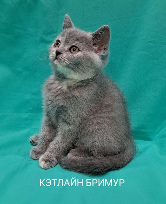Британские котята. Пинтомник.