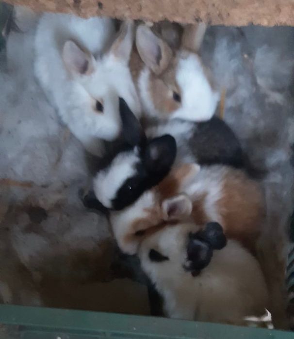 Iepurași vii de vânzare