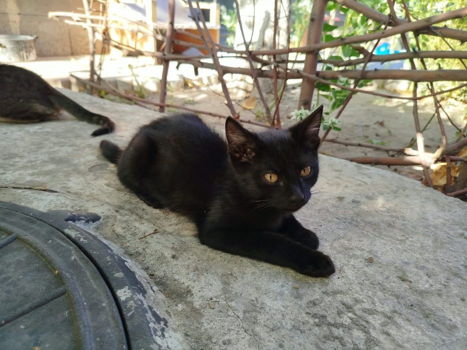 котята даром отдам
