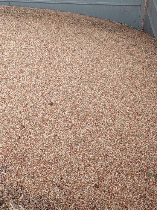 Продавам Бяло Сорго