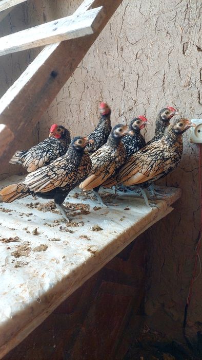 Продаётся куры сибрай