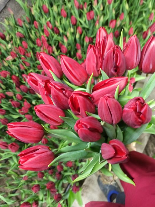 Тюльпаны оптом и в розницу